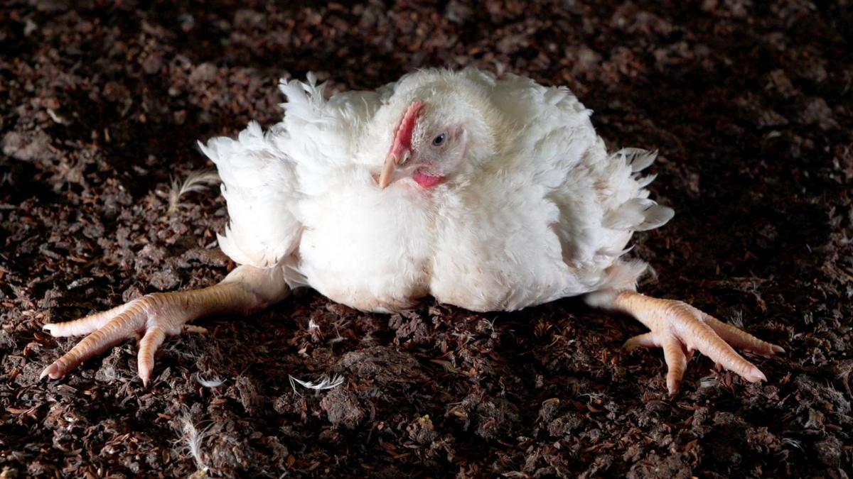 PRODUCCIÓN Y CRÍA POLLO DE CRECIMIENTO RÁPIDO   pollos de crecimiento rápido seleccionados genéticamente para engordar de manera artificialmente rápida, lo que les predispone a graves problemas de salud. Pollo más consumido como carne. Sacrificado con 41 días. Por el momento, la lista de razas de pollos de engorde (broiler) permitidas bajo el ECC son: Hubbard Norfolk Black, JA757, JACY57, 787, 957 o 987, Rambler Ranger, Ranger Classic y Ranger Gold, u otras razas que cumplan con los criterios de el Protocolo de evaluación del bienestar de las razas de pollos de engorde de la RSPCA. FOTO: equalia