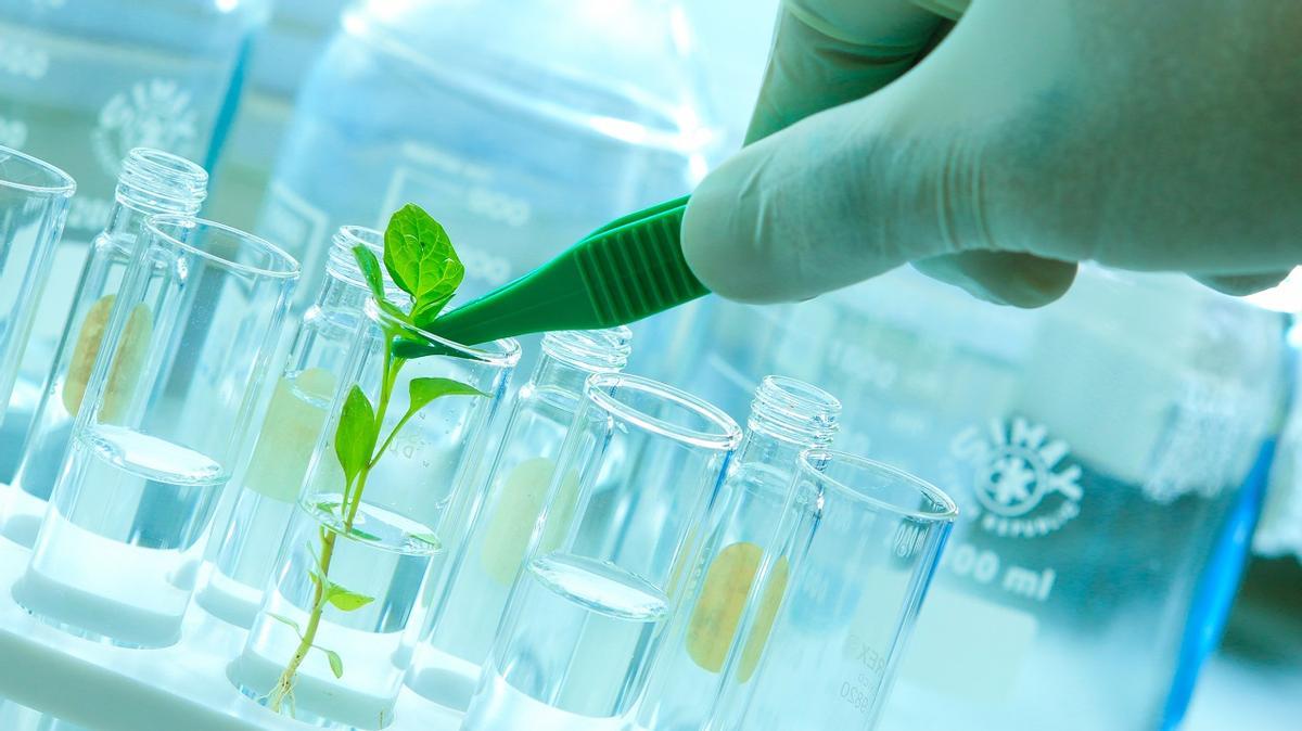 La biotecnología puede revolucionar la agricultura