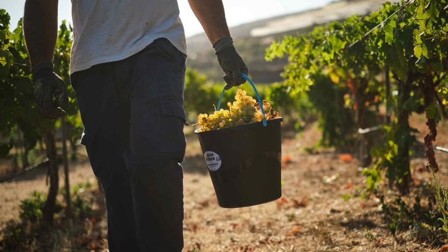El Cabildo de Tenerife deja Bodegas Insulares por una posible sanción de la UE