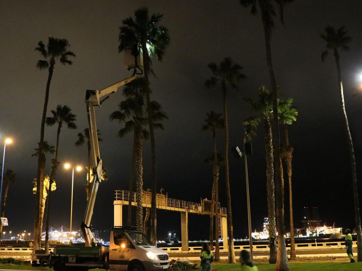 Intervención de Parques y Jardines en una palmera de la Avenida Marítima