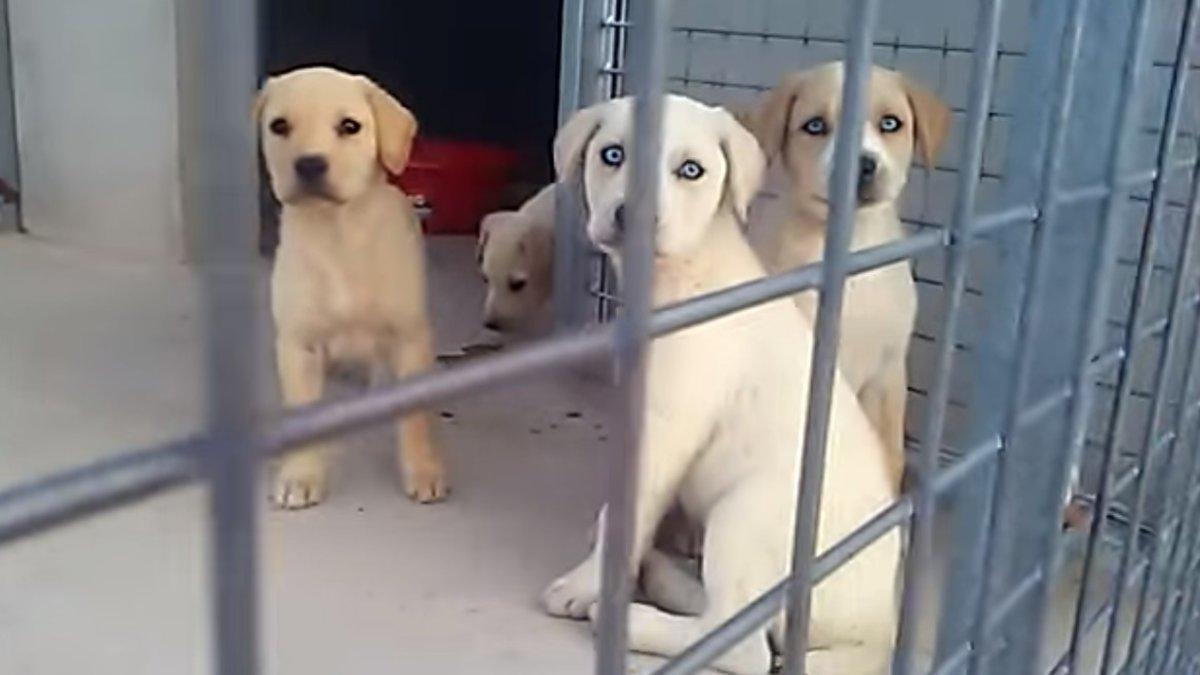 Tres de los cachorros rescatados en Alguaire.