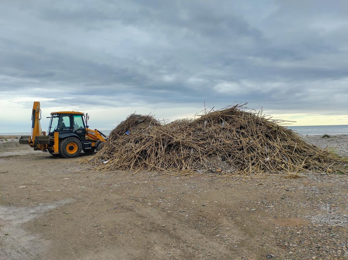La retirada de cañas de la orilla se realizará progresivamente del Puerto al Grau.