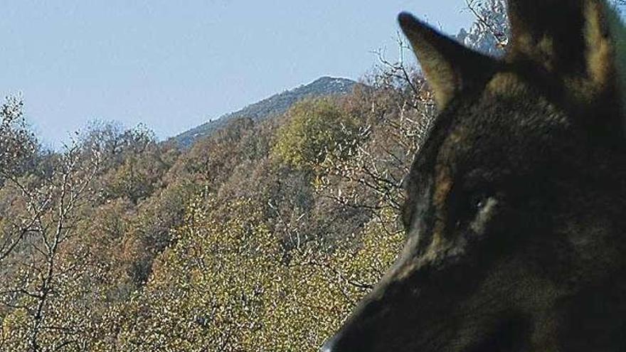 Ejemplar de lobo ibérico.