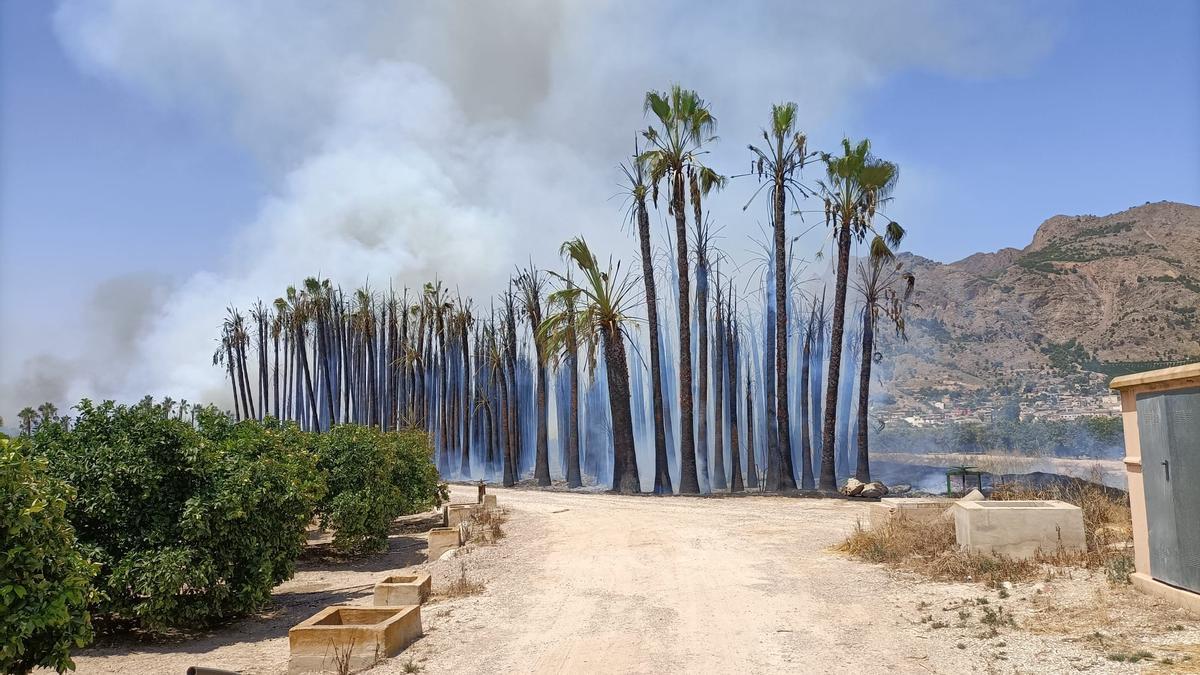 Incendio de palmeras en Camino de Enmedio de Orihuela