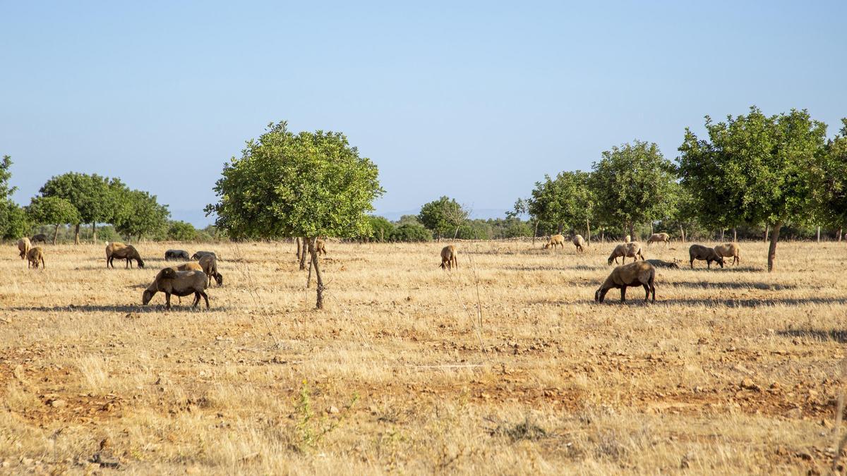 Suelo rústico en Mallorca.