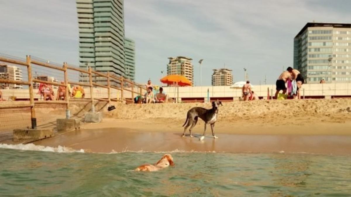 Playa para perros.