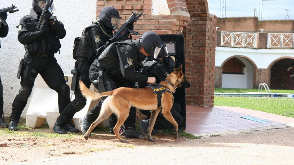 Uno de los agentes caninos, en este caso de la policía, durante una misión.