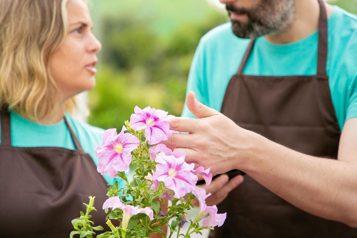 Jardineros examinando una petunia.