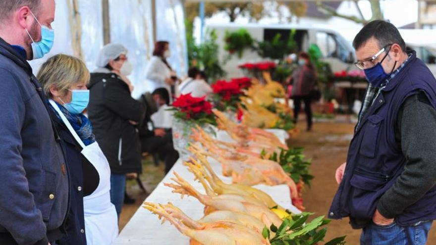 El gallo de corral de Meis, un manjar para Nochebuena a 11 euros el kilo