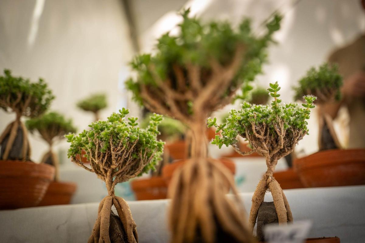 Exposición de plantas del Parque García Sanabria