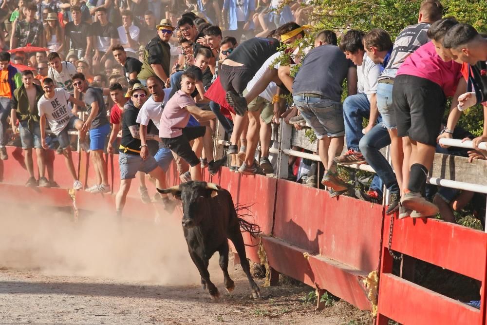 Les vaquetes de Santpedor en imatges