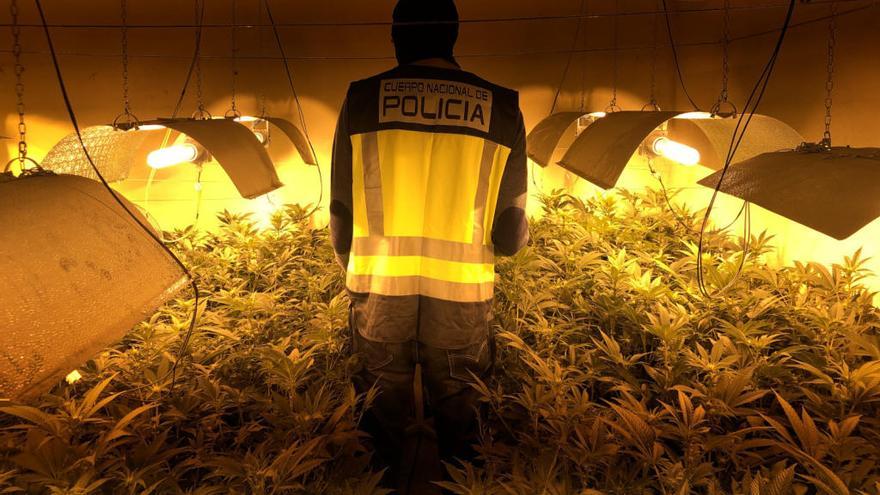 La Policía interviene 280 plantas de marihuana al clan del Seco