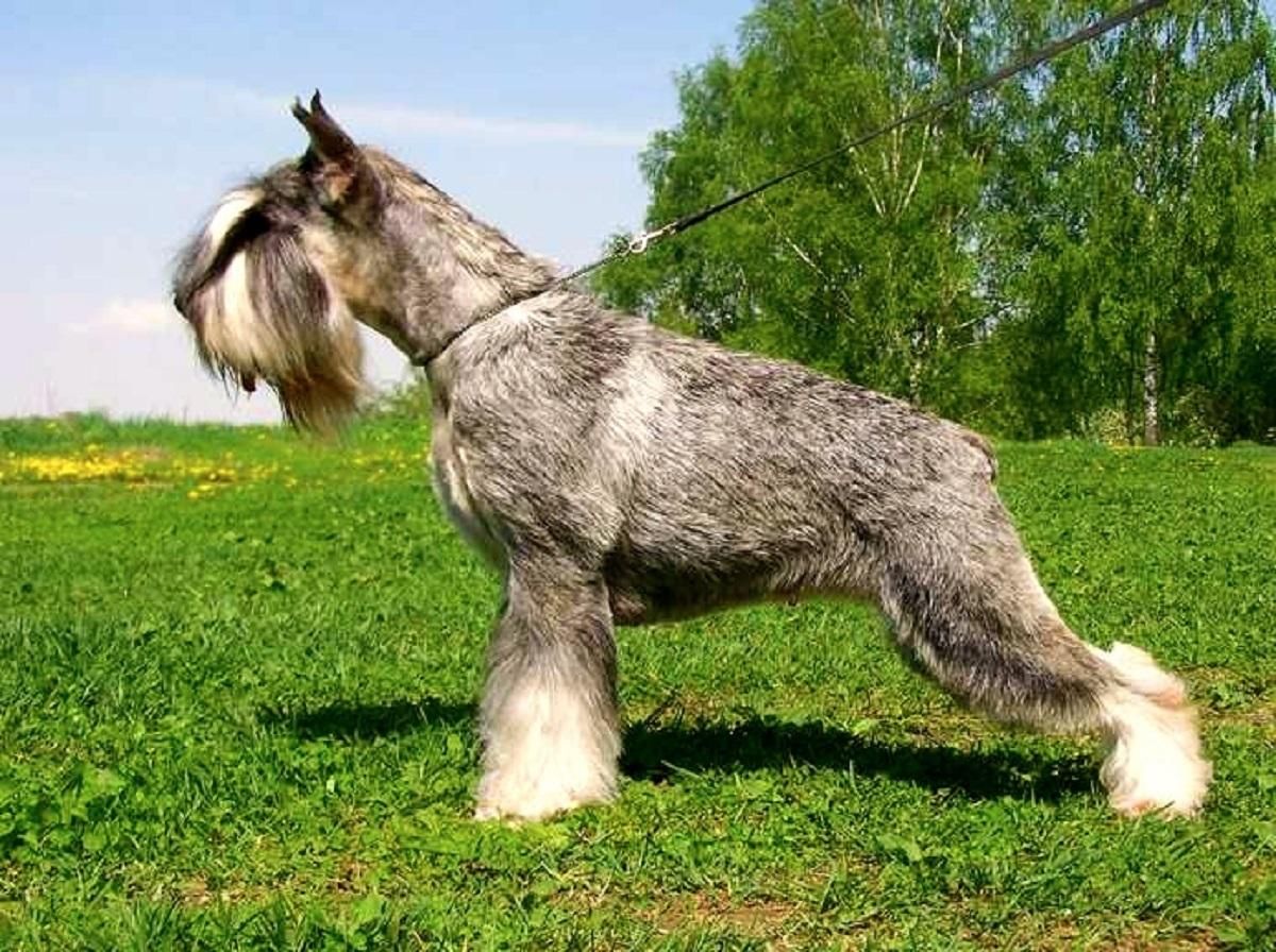 Un ejemplar de schnauzer
