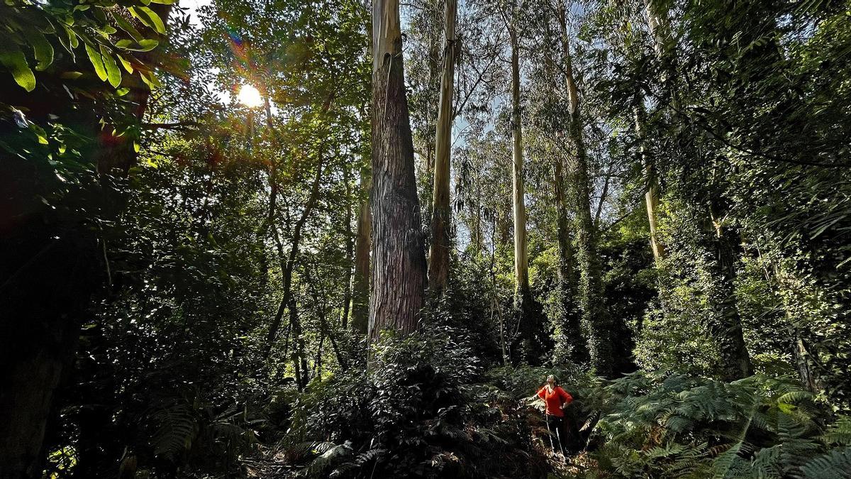 Un día con El Abuelo: visitando el árbol más grande de España