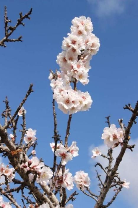 Mandelblüte auf Mallorca