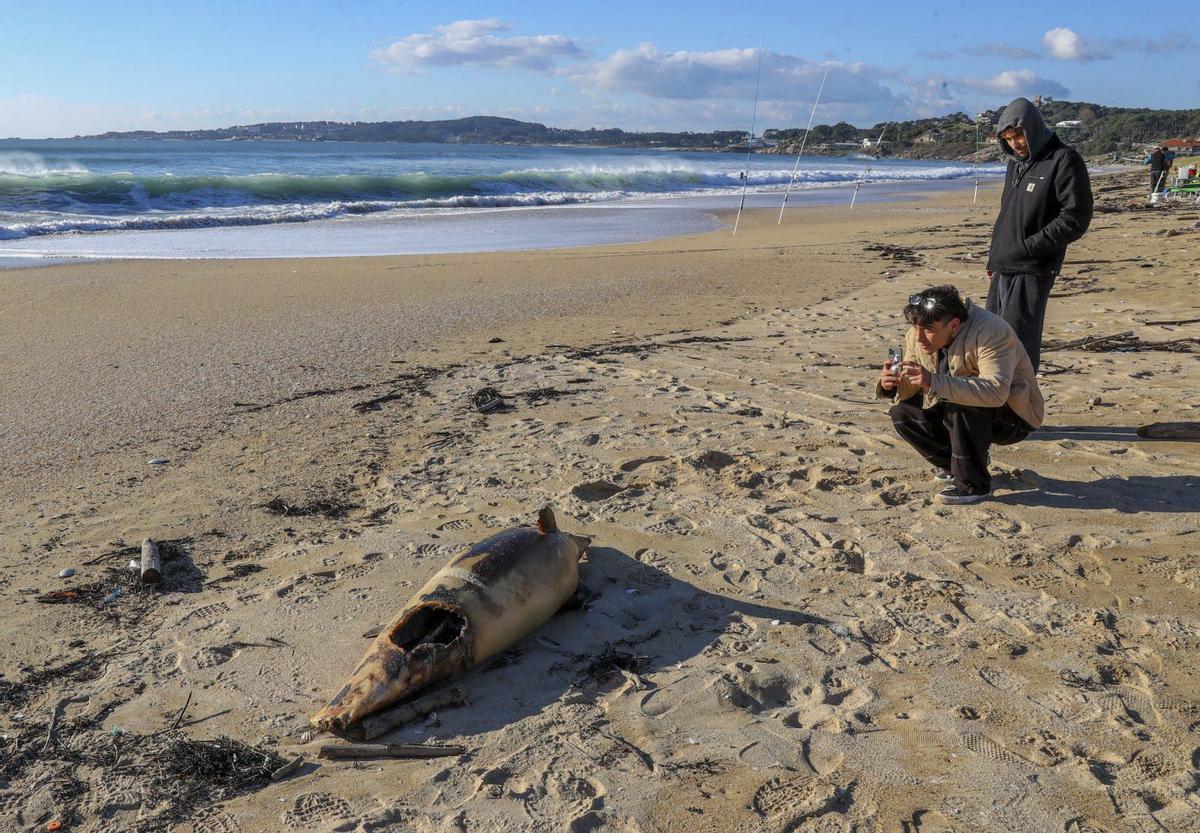 Delfín varado en la playa de A Lanzada. |  Iñaki Abella