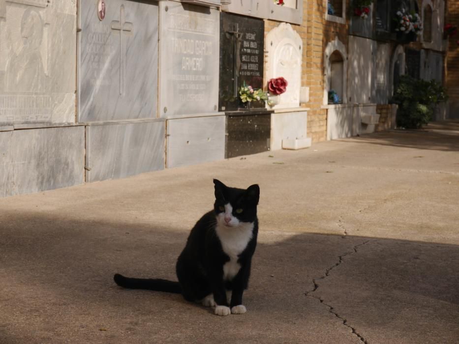 Los gatos del Cementerio General