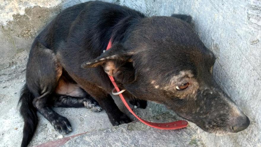 Denuncien per maltractament animal l&#039;amo de dos gossos i un porc a la Jonquera