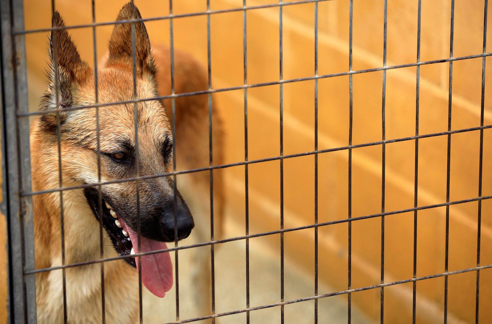 Estado de la Protectora de Animales de Málaga en julio de 2022