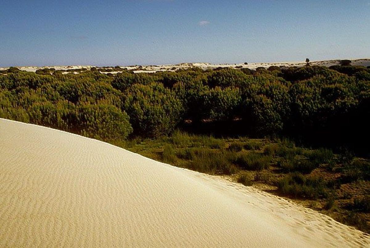 Al caer el sol en Doñana (Huelva)