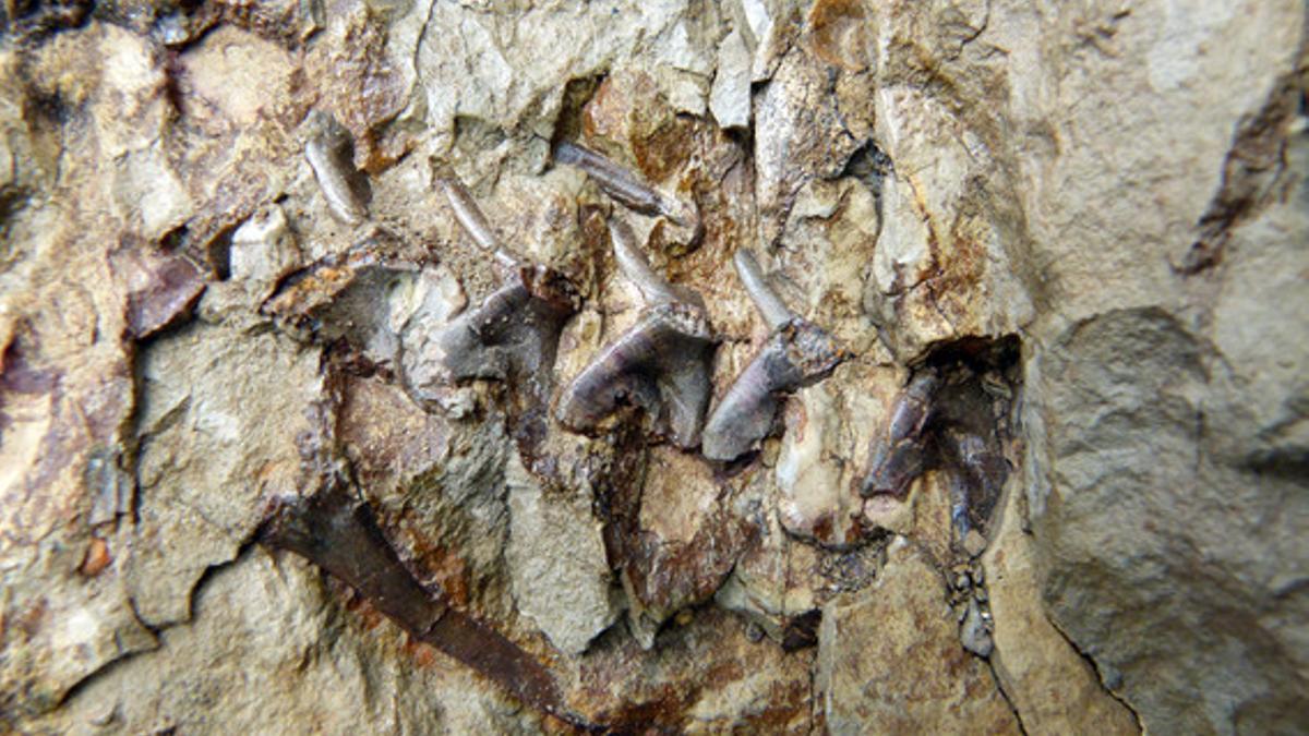Esqueleto de la cría de dinosaurio encontrado en Coll de Nargó.