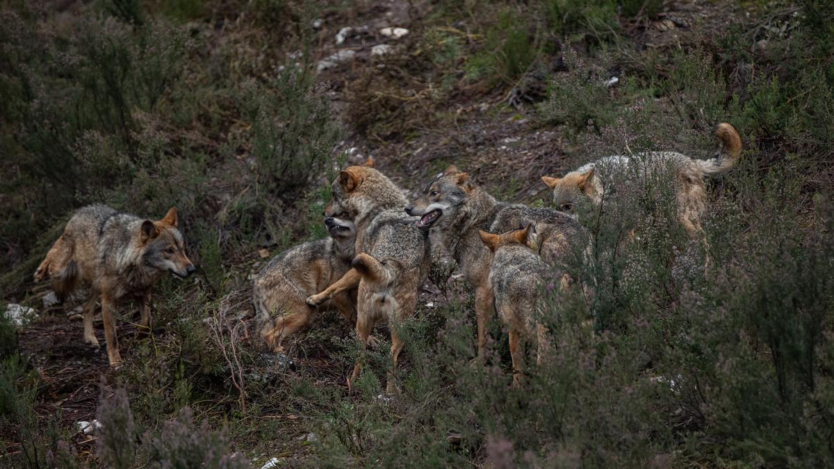 Lobos en el Centro del Lobo Ibérico de Robledo.