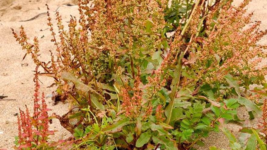 Un ejemplar de &quot;labaza de ribeira&quot;. // dune-littorale-aquitaine.n2000.fr