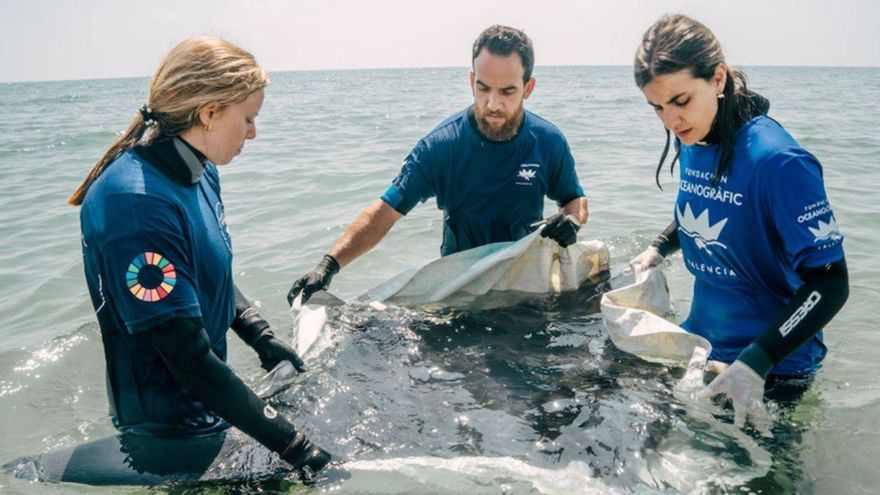 Ein an der Küste von Murcia gestrandeter Teufelsrochen („mantarraya“). | FOTO: FUNDACIÓ OCEANOGRÀFIC/EP