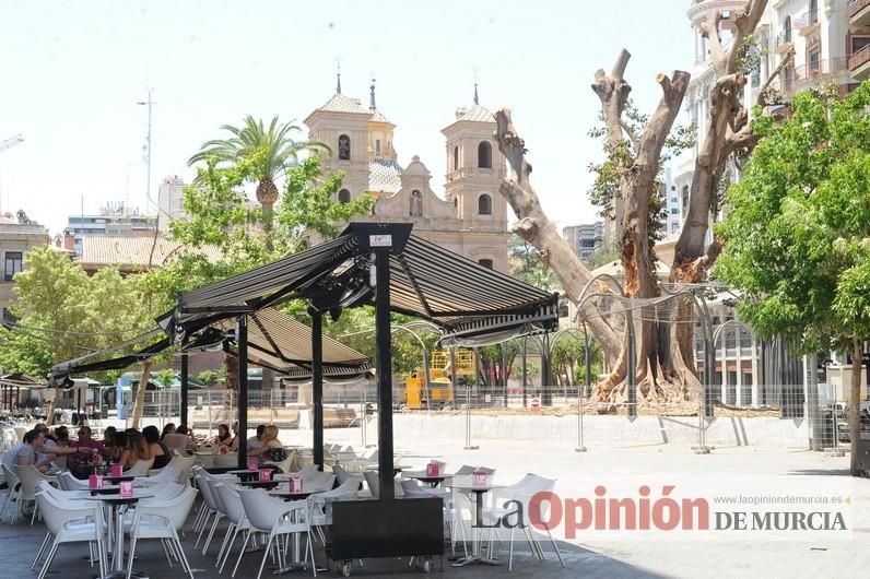 El estado final del ficus de Santo Domingo