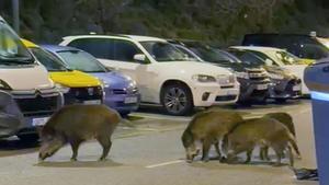 Jabalís paseándose por Sant Just Desvern a pesar de las restricciones por la peste porcina africana