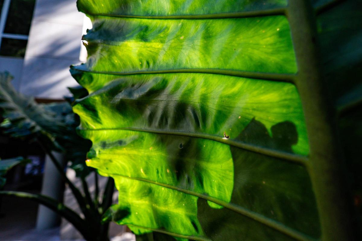 El Jardín Botánico de València está de moda