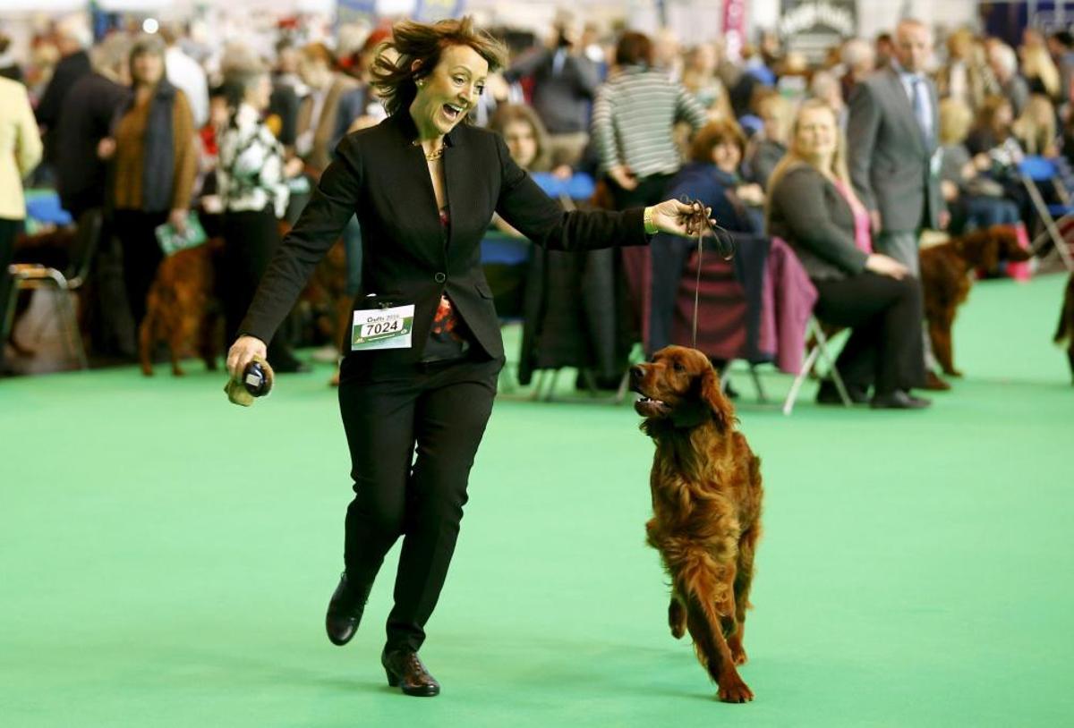 Les imatges més divertides del Crufts Dog Show