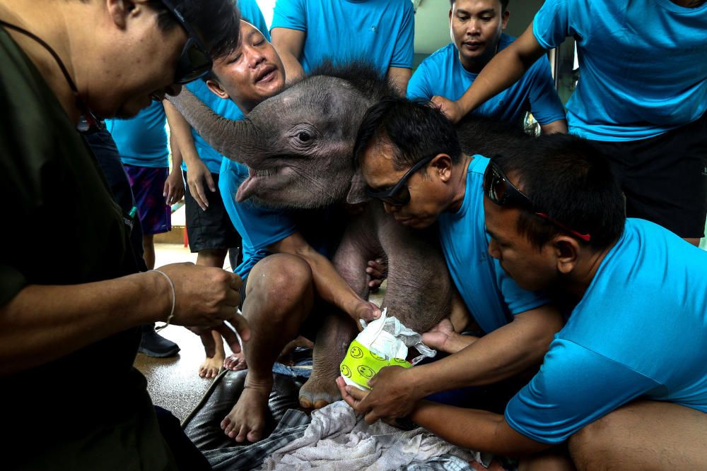 El veterinario tailandés Padet Siridumrong cura las heridas de Fah Jam,una cría de elefante de cinco meses.