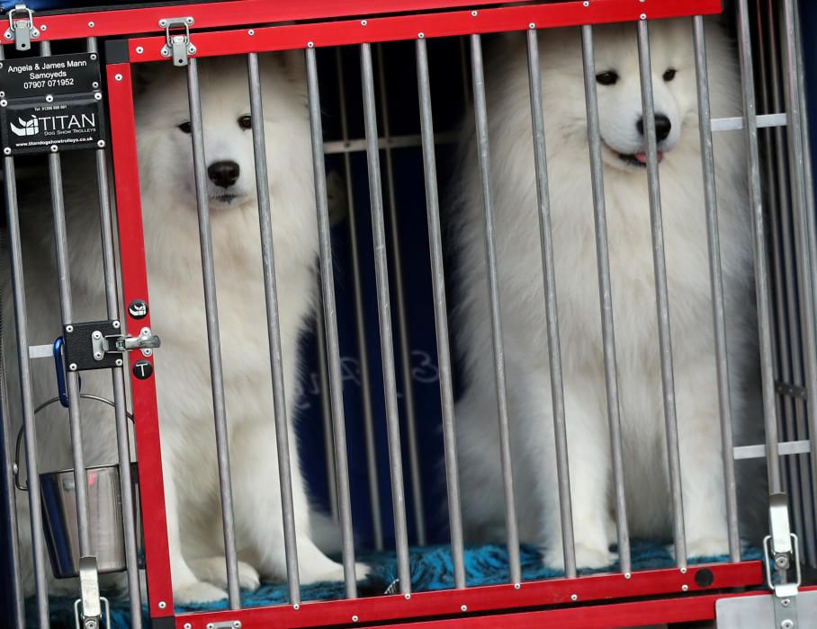 Crufts 2019: L'exhibició de gossos més gran del món