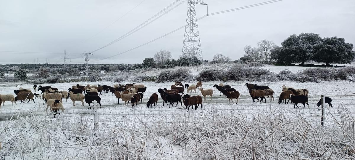 GALERÍA | La nieve cubre los pueblos de Sayago