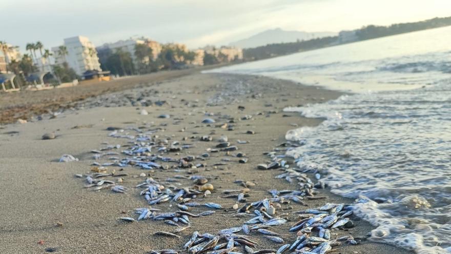 Hallan decenas de peces muertos en la playa de La Rada de Estepona