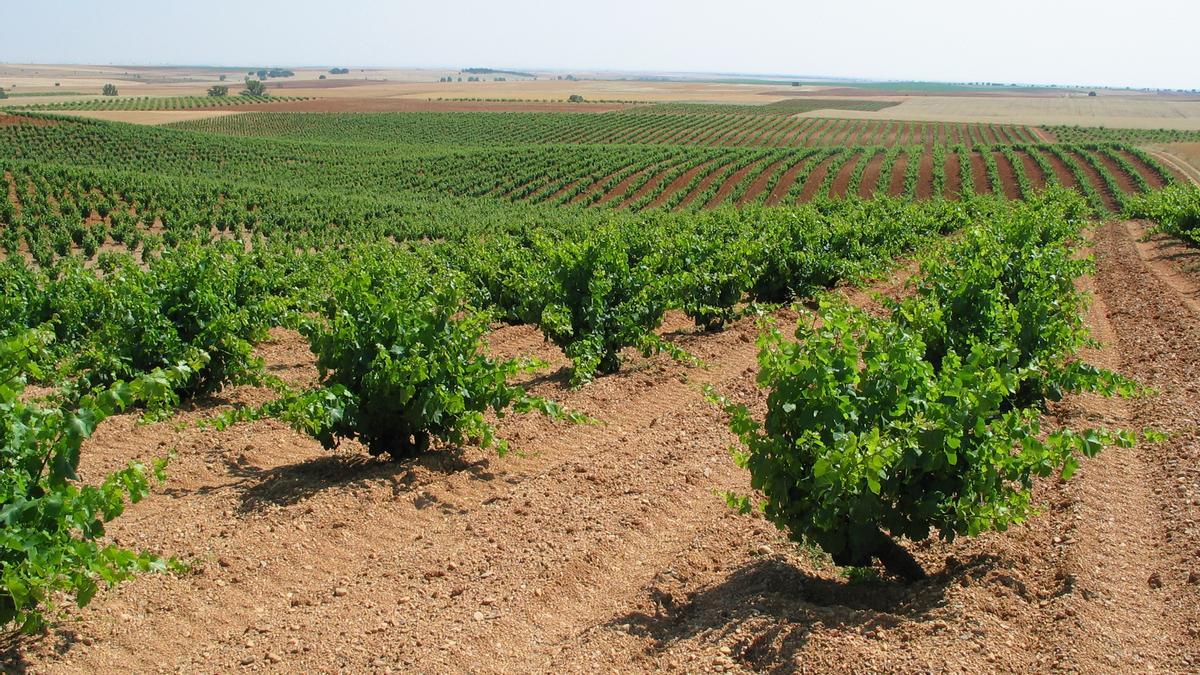 Viñedos de la Denominación de Origen Tierra del Vino de Zamora