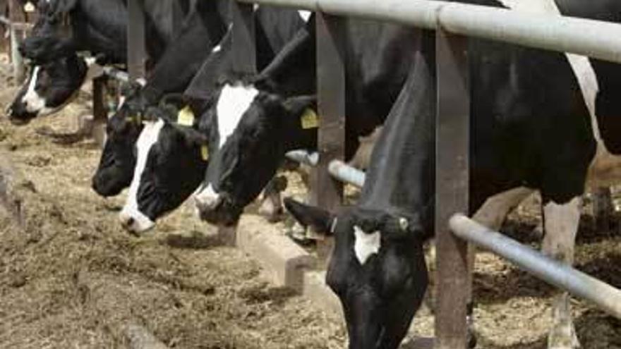 Vacas de leche en una ganadería.