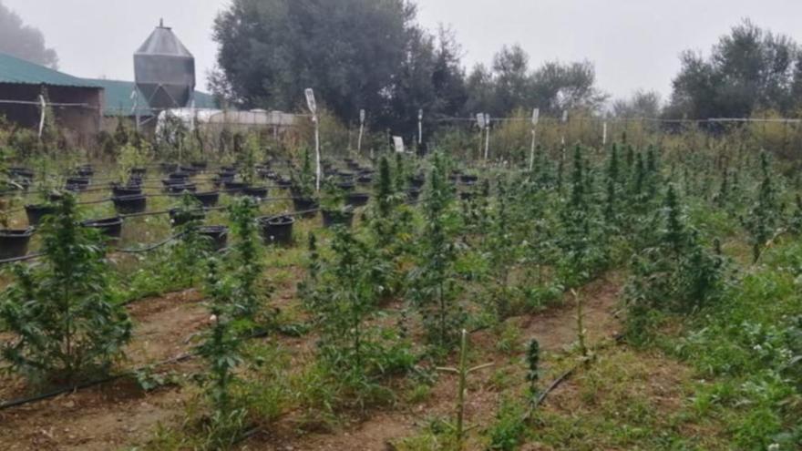 El pati de la finca on el detingut tenia les plantes de marihuana