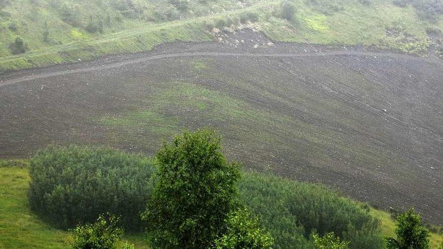 Una de las áreas en las que se ha empezado a realizar plantaciones.