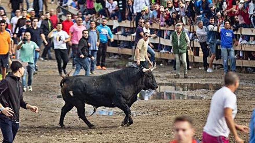 Miles de personas arropan el Toro de la Vega en Tordesillas en un encierro rápido