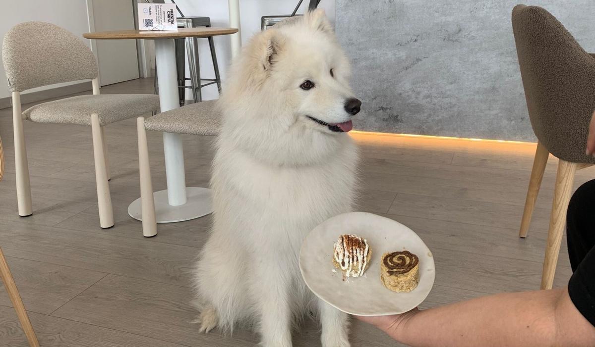 El perro de las socias de Sammy Pet Café, junto al 'Perroll' solidario de la cafetería.