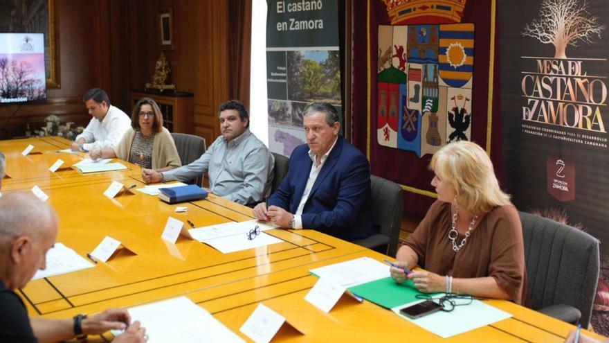 El plan para &quot;salvar&quot; al castaño en Zamora: control de plagas y profesionalización del sector