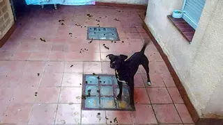 Rescatan a un perro abandonado en L'Hospitalet y denuncian a la propietaria por un supuesto maltrato animal
