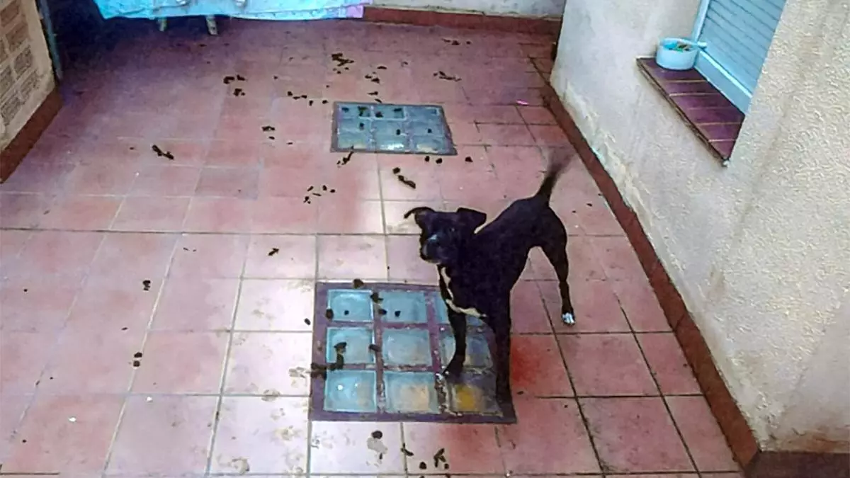 Rescatan a un perro abandonado en L'Hospitalet y denuncian a la propietaria por un supuesto maltrato animal