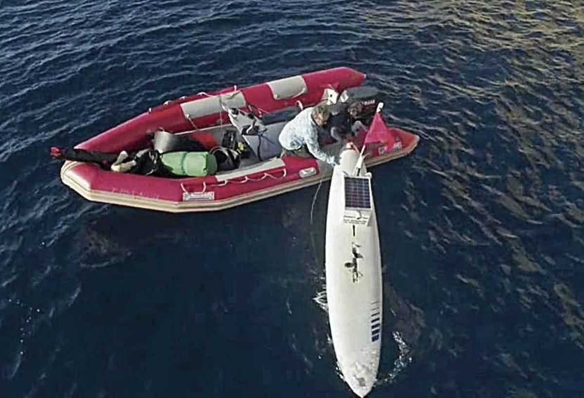 Tiburones, guardianes de la riqueza de los mares