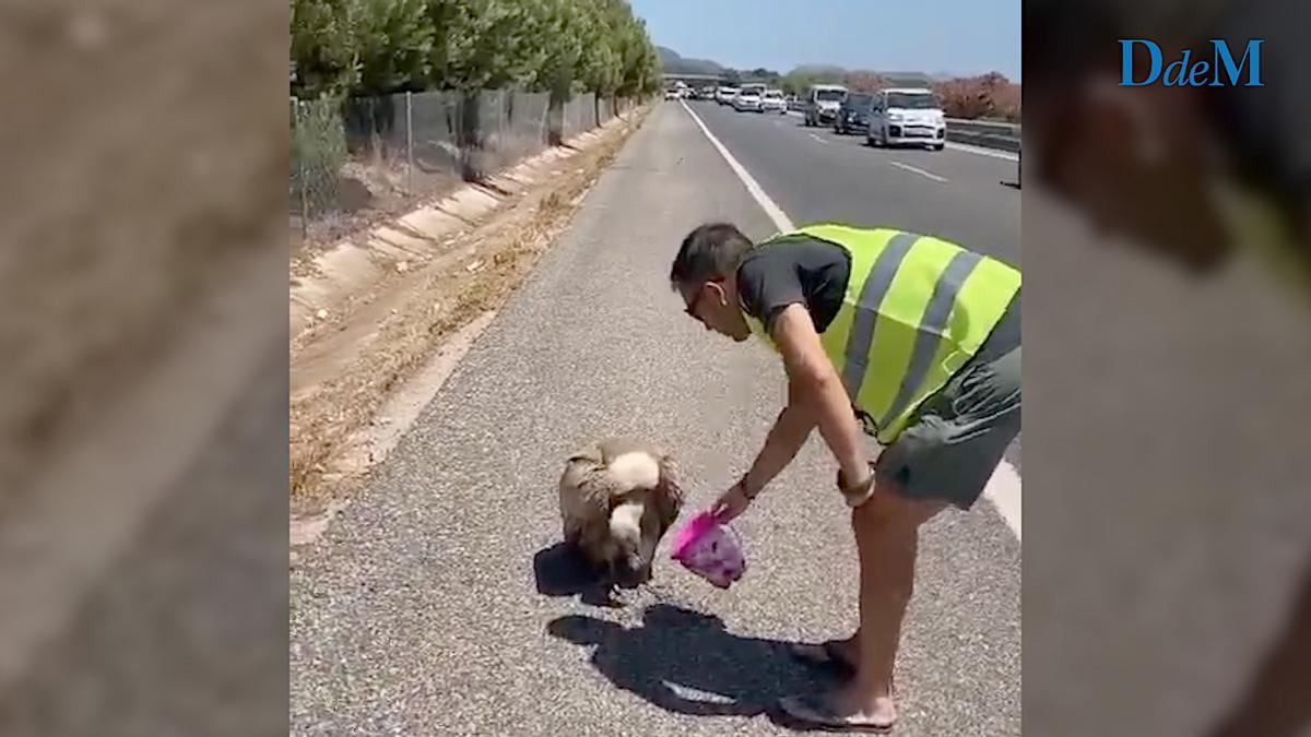 Dos hombres socorren a un voltor en la autopista de Inca