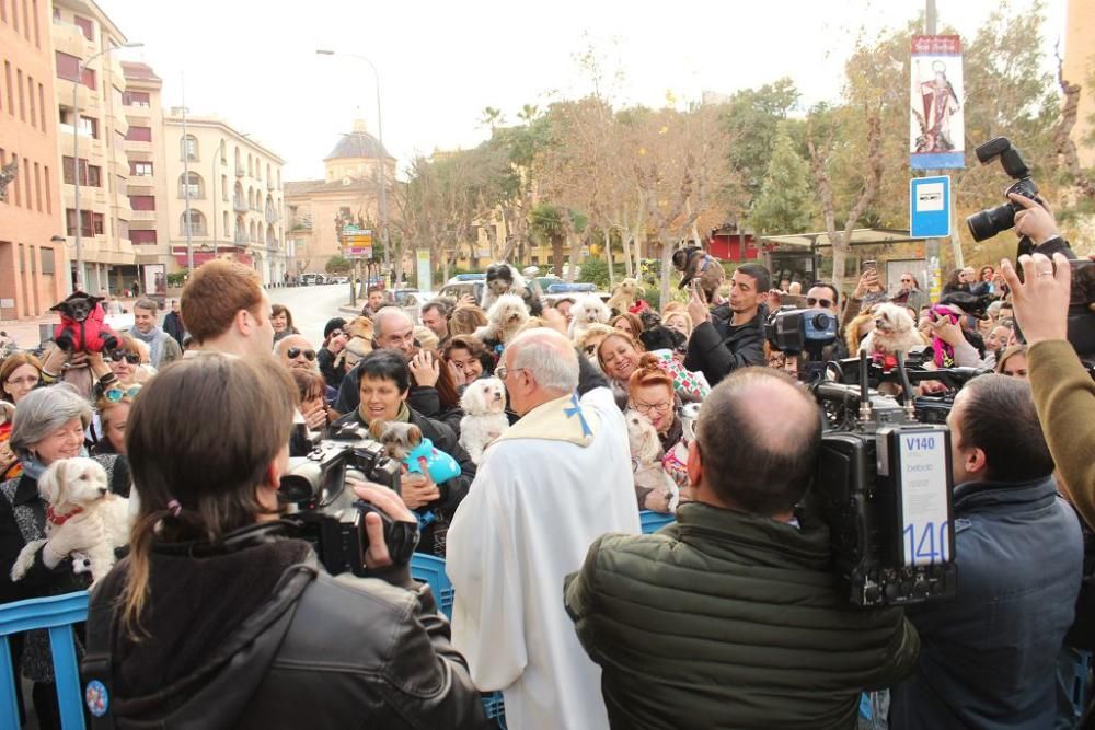 Bendición de San Antón en Murcia