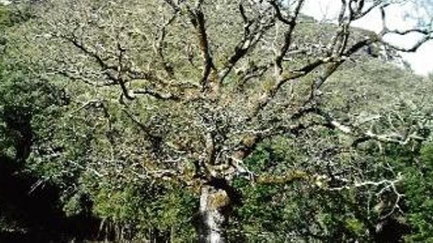 El roure de can Gustí de Riu (Montagut i Oix) té la consideració de monumental.