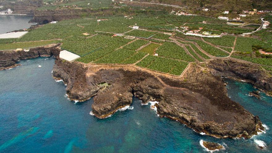 El Plátano de Canarias, un valor para nuestra tierra